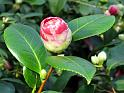 2014-03-08,_Kamelie (7)